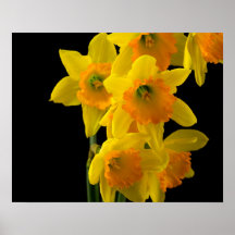 Delightful Yellow and Orange Daffodils Print