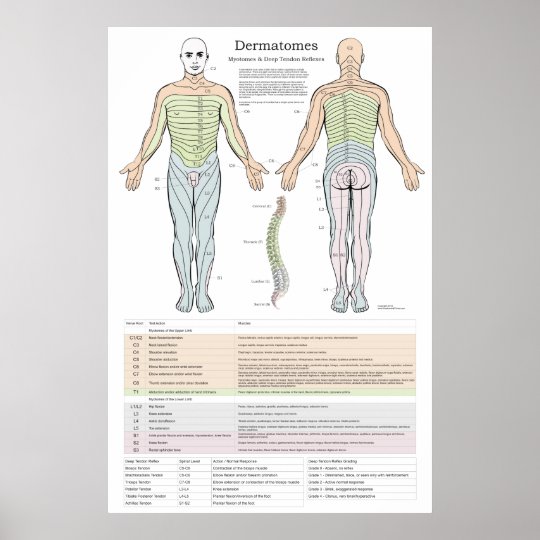 Dermatomes Myotomes And Dtr Poster Zazzle Co Nz