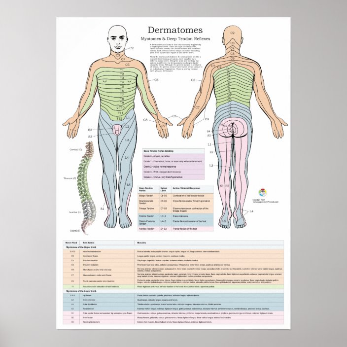 Dermatomes Myotomes And Dtr Poster Chiropractic Zazzle Co Nz