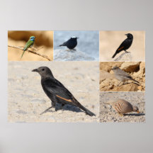 Desert Birds Collage Print