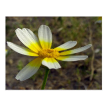 Desert bloom post card