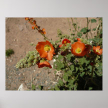 Desert Flower Posters