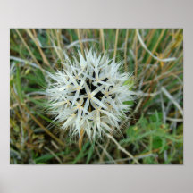 Desert Flower Poster