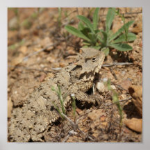 Desert Horned Lizard Poster