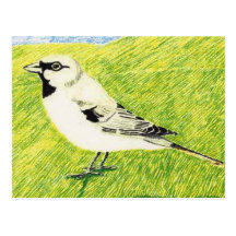 Desert Sparrow Postcard