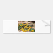 Desert Yellow Daisies Bumper Sticker