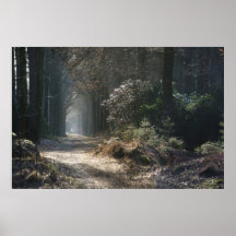 deserted path in the woods posters