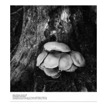 Details of Fungus, January 1963 by Ansel Adams posters