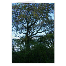 Devon oak tree card