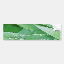 Dew After A Rainy Moning In Old Town Bumper Sticker