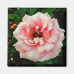 Dew-covered Pink Rose Refrigerator Magnets