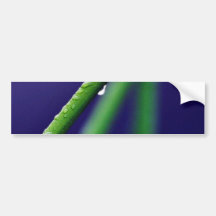Dew Drop On Green Grass Bumper Stickers