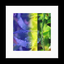 Dew drops on grass canvas prints