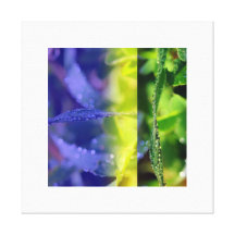 Dew drops on grass gallery wrapped canvas