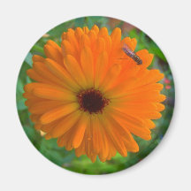 DewBee Refrigerator Magnets