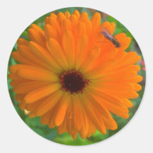 DewBee Round Sticker