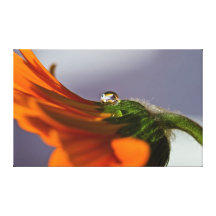 dewdrop on an orange daisy gallery wrapped canvas
