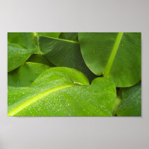 Dewy Green Leaves Poster