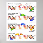 Diagram of a Simple DNA Base Excision Repair Print