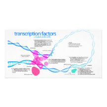 Diagram of gene transcription factors photo greeting card