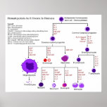 Diagram of Hematopoietic Growth Factors in Humans Print
