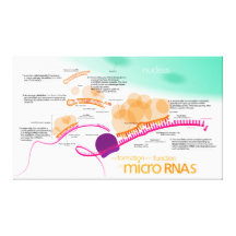 Diagram of microRNA Canvas Print