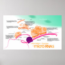 Diagram of microRNA Poster