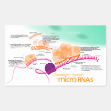 Diagram of microRNA Sticker