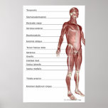 Diagram of the muscular system posters