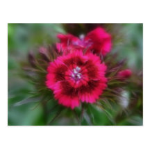 Dianthus Barbatus - Deep Red Post Cards