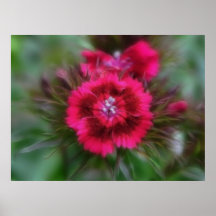 Dianthus Barbatus - Deep Red Posters