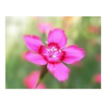 Dianthus Deltoides Flowers  - Close Up Postcard