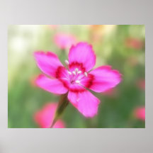 Dianthus Deltoides Flowers  - Close Up Posters
