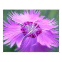 Dianthus gratianopolitanus - Cheddar Pink Postcard