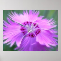 Dianthus gratianopolitanus - Cheddar Pink Print