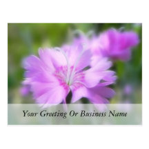 Dianthus Plumarius Flower Postcard