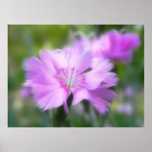 Dianthus Plumarius Flower Poster