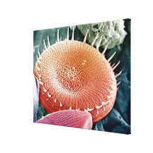 Diatom, a unicellular algae. stretched canvas print