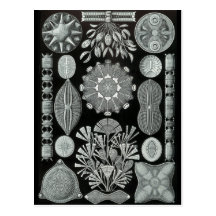 Diatoms Postcards