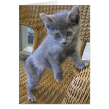 Dilute Tortoiseshell Kitten Greeting Card