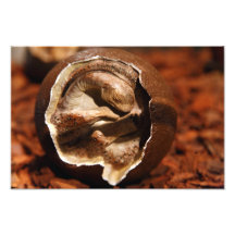 Dinosaur egg with embryo photo print