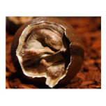 Dinosaur egg with embryo post cards