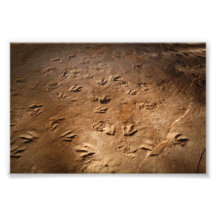 Dinosaur Foot Prints Photo Print
