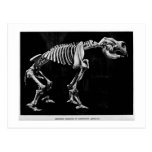 Diprotodon australis art postcard