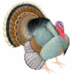 Displaying Tom Turkey Ornament Photo Cut Out