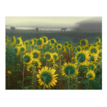Distant memories post cards