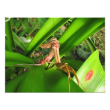 Distracted Mantis ~ Photo
