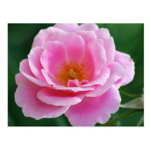 Divine pink rose post card