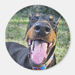 Doberman Smiling Refrigerator Magnets