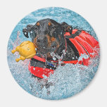 Doberman Swimming With Favourite Toy Magnet
